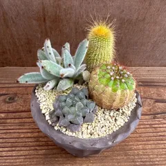 ★萬古焼　サボテン・ハオルチア・月兎耳 4種寄せ植え★ 観葉植物 観葉 植物  多肉植物 多肉 カクタス サボテン ハオルチア インテリア プレゼント ミニ 小さい おうち時間 カランコエ