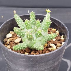 J671【自社養生株】ユーフォルビア　ガムケンシス（発根株・鉢植え）【塊根植物】