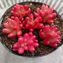 ☆ご確認用☆ 虹の玉　オーロラ 初心者のためのセダム「虹の玉・オーロラ」を育てる | 山梨で