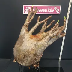 2025年最新】グラキリス ベアルートの人気アイテム - メルカリ