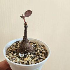 ①　♡ミニ株♡〚フィランサス・ミラビリス〛Phyllanthus Mirabilis 塊根植物 コーデックス ポット発送