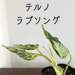 2024年最新】観葉植物 希少の人気アイテム - メルカリ