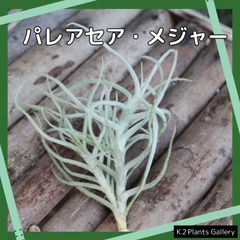 チランジア　【パレアセア　メジャー】　エアープランツ　エアプランツ