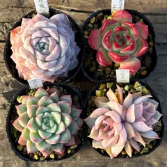 No.487 ❁ピュアラブ❁ カット苗 多肉植物 寄せ植え No.487 ❁ピュアラブ❁ カット苗 多肉植物 寄せ植え No.487