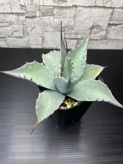 2025年最新】アガベ パラサナの人気アイテム - メルカリ