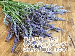【期間限定・生花・花咲き】夢農場産ラバンジン系ラベンダー（ミックス）　100本　配達日時の指定不可