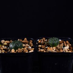 3MF 実生 2株 アストロフィツム 兜丸 多肉 セット アストロフィツム兜丸