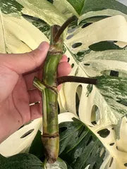 モンステラ茎伏せ成功しっかり発根3苗　そのままメルカリ便で匿名発送 モンステラ茎伏せ成功しっかり発根3苗 そのままメルカリ便で匿名