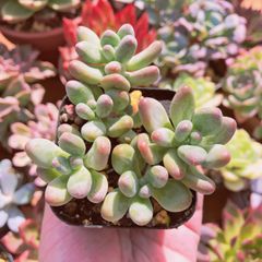 多肉植物　アップルチーズ美人　4～6頭　抜き苗　るる農園