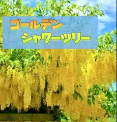 アルラ (ブリガミア インシグニス) ① 限定入荷 希少 - メルカリ