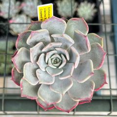 エケベリア ラベンダーカード (抜き苗) チャンフィー苗 韓国苗 多肉