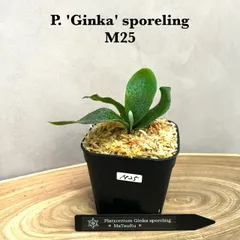 2025年最新】ginka ビカクシダの人気アイテム - メルカリ