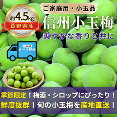 信州小玉梅 ～爽やかな香りと共に～【内容量】約4.5kg【配送方法】クール配送【サイズ】L以下【品目】梅（うめ）【品種】当店お任せ【産地】長野県【規格】ご家庭用A品B品混合【詰め方】バラ詰め【配送までの日数】1～4日