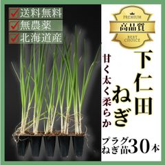 【野菜の苗】【ネギ苗】下仁田ネギのプラグ苗３０本～太く大きく育つ！