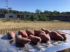 さつまいも紅はるか　10kg ※値下げしました！！