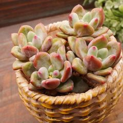 MA111	キューティーフィンガー	【イータニク】多肉植物　韓国苗　第四種郵便発送