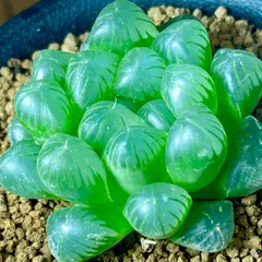 2025年最新】ハオルチア 花水晶の人気アイテム - メルカリ 