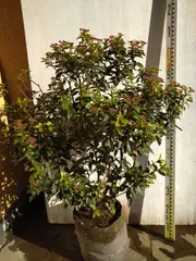 ビバーナムティヌスしっかりとした株立ち（モモコ様ご購入専用ページ）