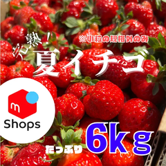 ✨大好評✨青森県産　夏イチゴ　小粒規格外　6kg  いちご　苺