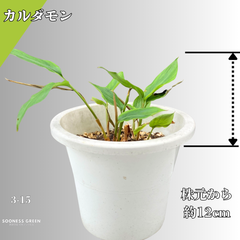 【沖縄育ち】約12㎝ グリーンカルダモン 苗 観葉植物 3-15