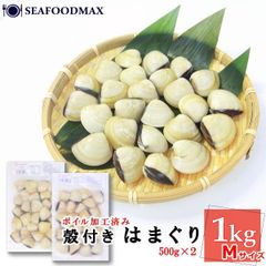 はまぐり ハマグリ 蛤 Mサイズ 殻付ハマグリ 1kg（500g×2） ボイル加工 ボイルはまぐり 蛤 １パック（約20～30個入り）・殻付はまぐり【M】２P・