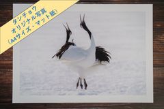 【タンチョウ】オリジナル写真プリント（マット紙・A4サイズ）【野生動物】