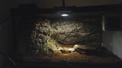 爬虫類飼育、両生類飼育ケージ自社オリジナルガラスケージ20x20x30CM送料込み即時発送
