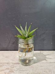 【希少種】サンセベリア  チャーニン 水耕栽培