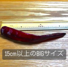 韓国唐辛子　ヌルボン　10粒　種子　韓国とうがらし　無農薬
