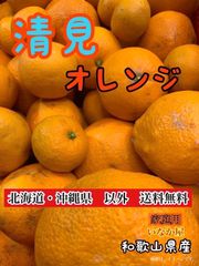 数量限定！早い者勝ち！セール！清見オレンジ　家庭用　b品　みかん　柑橘　フルーツ