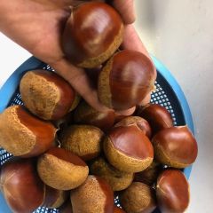 【愛媛県大洲産】でっかい大粒　生栗（サイズ３Ｌ以上）１ｋｇ