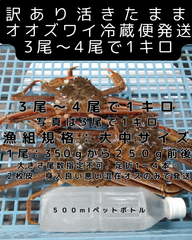 活きたまま冷蔵便　訳ありオオズワイ　オス　３尾～４尾で１キロ
