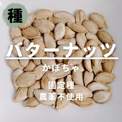 【種】かぼちゃ　バターナッツ　農薬不使用　7粒