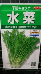 水菜 千筋 京菜 サラダ 種 ３袋セット