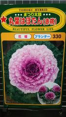 丸葉 はぼたん 赤桃 まつり太鼓 葉牡丹 種 郵便 ３袋セット
