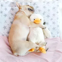 犬 噛む おもちゃ ぬいぐるみ 可愛い 丈夫 壊れない 安全 大型犬 小型犬 清潔 ストレス発散 歯磨きドギーマン 誕生日 プレゼント テディ ゴ