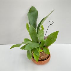 【395NS】【第4種郵便発送商品】ビカクシダ（コウモリラン）の苔玉Sサイズ
