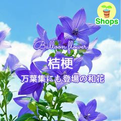 桔梗 桔梗の種☆絞り☆12粒 - メルカリ