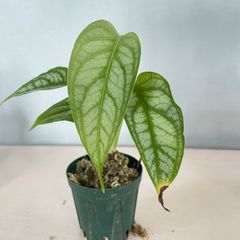 【希少】　モンステラ　シルテペカナ　Monstera siltepecana　シルバーモンステラ