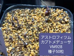 2025年最新】アストロフィツム カプトメデューサの人気アイテム