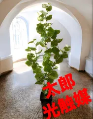 現品　海葡萄　シーグレープ　曲がり　3番　観葉植物　希少　インテリアグリーン 在庫販売】 海葡萄 シーグレープ 曲がり 観葉植物 希少