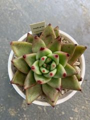 エケベリア　多肉　アガボイデス　マリア　多肉植物　ポットごと　a25