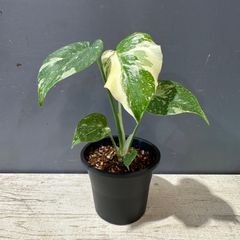 【現品】⑥ モンステラ デリシオーサ タイコンステレーション 3.5号 観葉植物 斑入り レア品種 インテリア