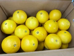 土佐のハウス小夏　クール便のサムネイル