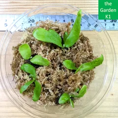 ゲリラ値下げ大株ビカクシダ　ウィリンキーwildバリ　コルク付 ビカクシダ ウィリンキーcv.バリ Platycerium willinckii cv.Bal
