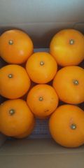 せとか🍊