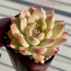 パラシトイド　多肉植物　エケベリア　抜き苗のサムネイル