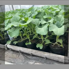 SOSHI様専用ブロッコリー苗24本