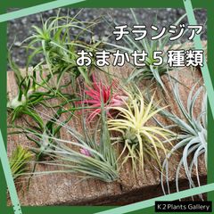 エアープランツ　【おまかせ５種類 セット！】　チランジア　エアプランツ　コットンキャンディー　イオナンタ