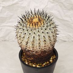 K430【自社養生株】コピアポア　コルムナアルバ（発根株・鉢植え）【サボテン・多肉植物】